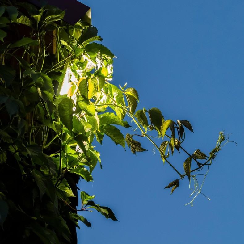 Proyector de Jardín Pro